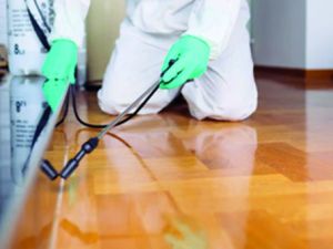 The Truth About Wooden Flooring and Dubai's Pest Control Treatments The Truth About Wooden Flooring and Dubai's Pest Control Treatments